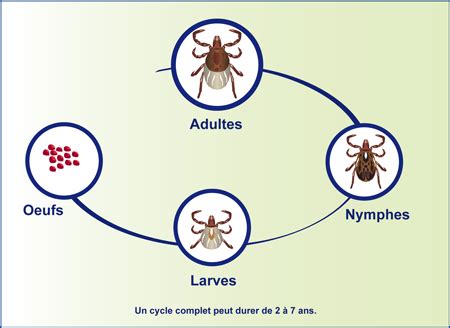 Cycle de vie de la tique