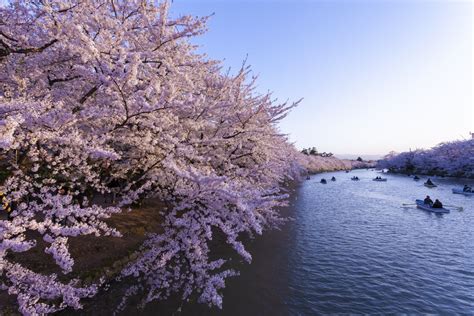 Rivière Kamogawa bordée de cerisiers en fleurs