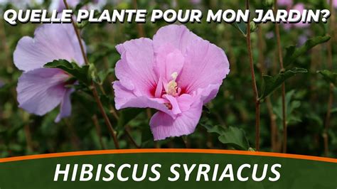 Schéma de l'exposition idéale pour l'hibiscus syriacus