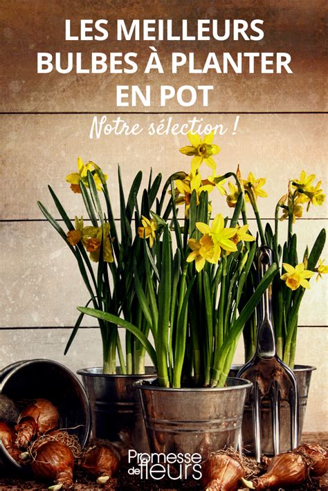 Bulbes en pot protégés pour l'hiver