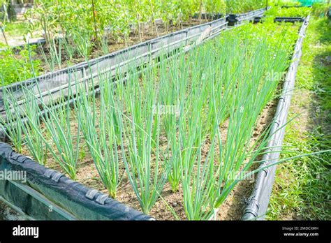 Ciboule dans un potager