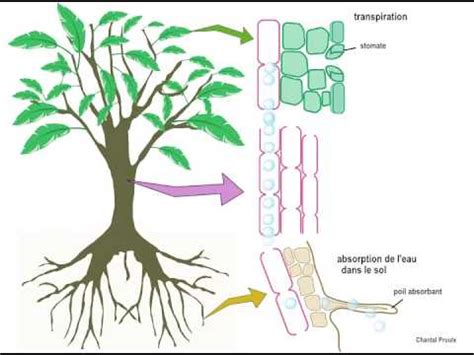 Système de transport de la sève dans un arbre