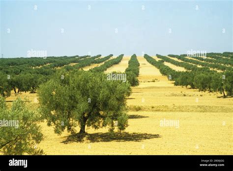 Paysage d'oliviers en Tunisie
