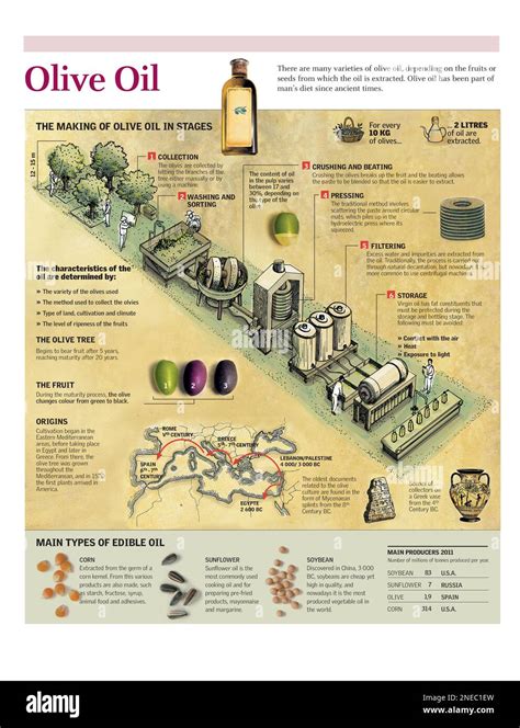 Infographie sur le processus de production d'huile d'olive bio
