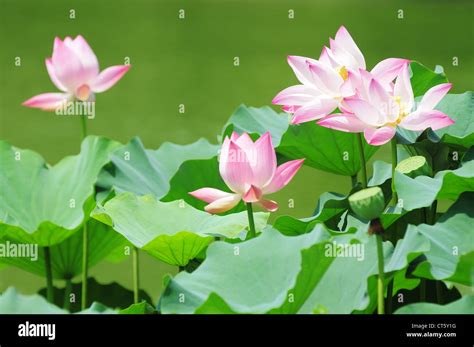 Lotus en fleur dans un étang
