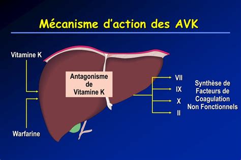 Schéma explicatif du fonctionnement des AVK et du rôle de l'INR dans le suivi thérapeutique