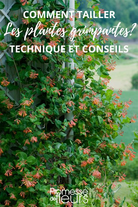Taille des plantes grimpantes