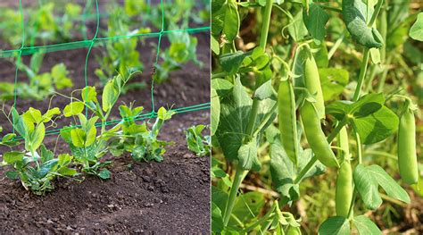 Illustration d'un jardin potager avec des plants de petits pois