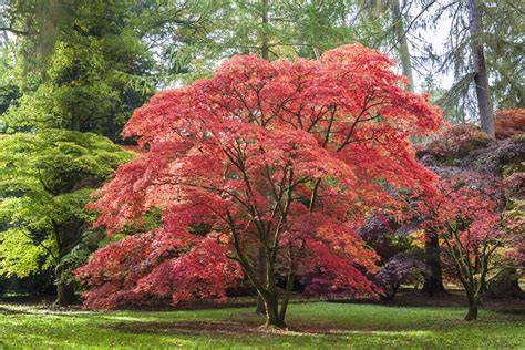 Arbres aux couleurs d'automne