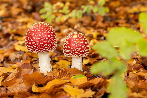 Champignons de forêt et feuilles d'automne