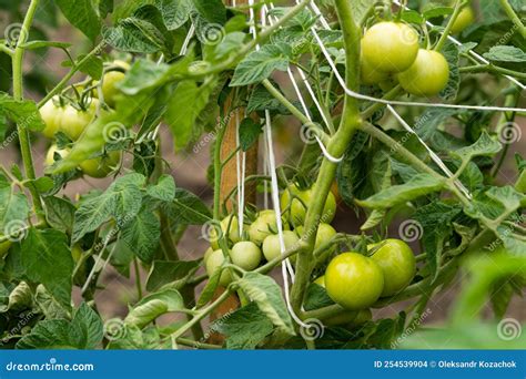 Plantation de jeunes plants de tomates