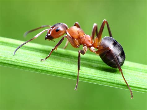 une fourmi rouge sur une feuille dans un jardin