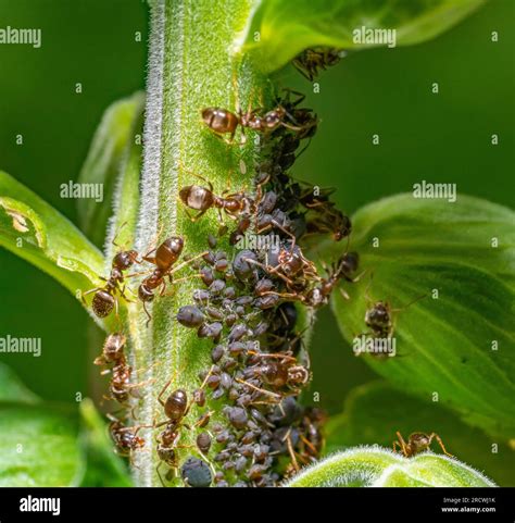 fourmis protégeant des pucerons sur une tige de plante