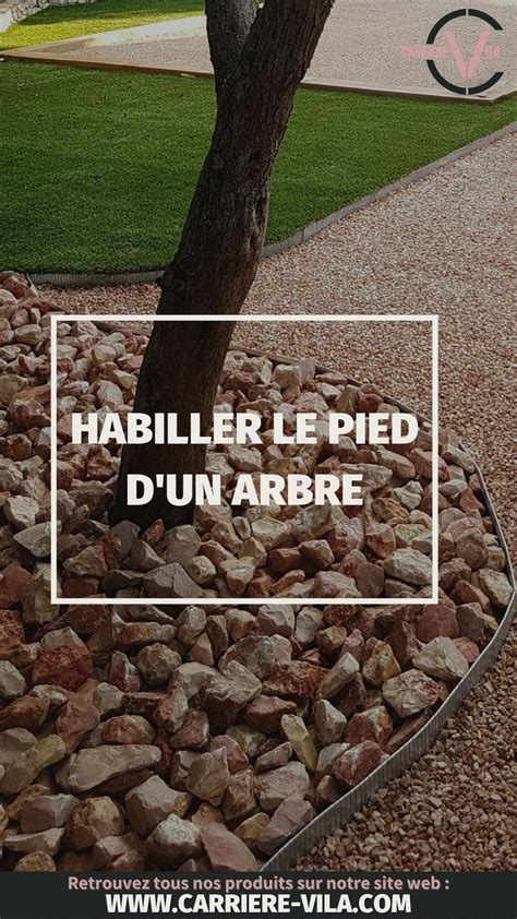 Illustration montrant l'application correcte du paillis au pied d'un arbuste