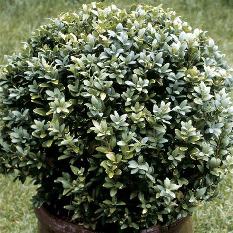 Comparaison visuelle entre Buxus sempervirens et Buxus microphylla