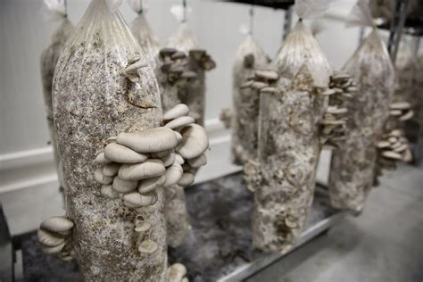 Photo d'une culture de champignons (pleurotes) sur marc de café