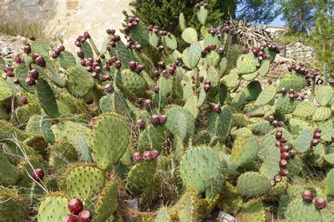 Schéma comparatif entre un Opuntia épineux et une variété inerme (sans épines)