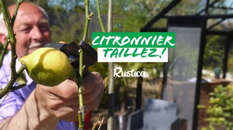 taille d'un citronnier