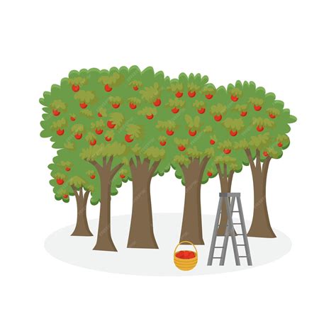 illustration d'un verger de pommiers avec des cueilleurs équipés de paniers ventraux