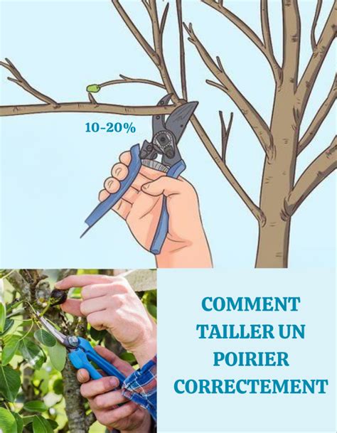 Schéma illustrant la taille correcte des branches d'hibiscus