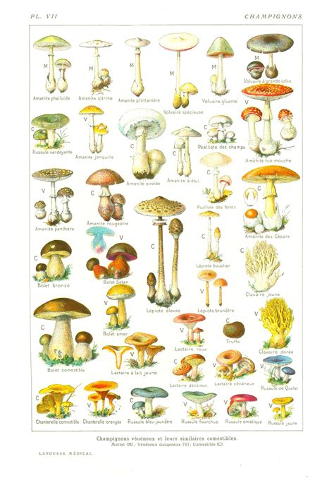 Photographie comparative de différentes espèces de champignons cultivés