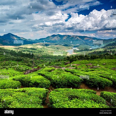 Vue panoramique des plantations de thé de Munnar au lever du soleil