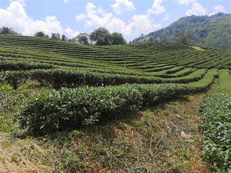Paysage de montagnes verdoyantes avec des plantations de thé à Vagamon