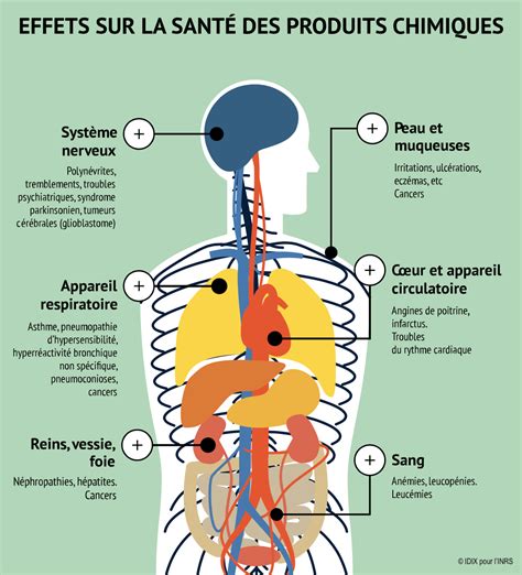 Schéma explicatif des symptômes de toxicité saline vs brûlure solaire sur le feuillage