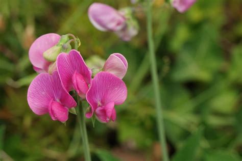 Illustration détaillée de la structure florale du Lathyrus odoratus