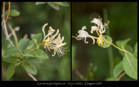 Comparaison visuelle entre les fleurs de Lonicera peryclimenum et Lonicera japonica