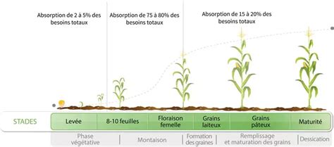 Diagramme montrant le calendrier de fertilisation hebdomadaire