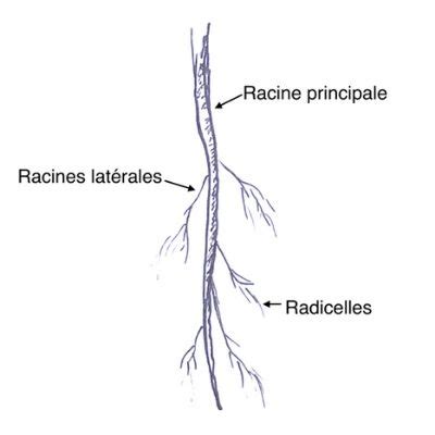 Schéma comparatif des systèmes racinaires : racine pivotante vs rhizomes traçants