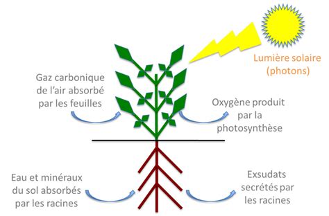 Schéma des besoins en eau d'une plante de cannabis