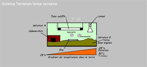 Schéma illustrant le gradient thermique idéal dans un terrarium pour tortue avec zone chaude et zone froide