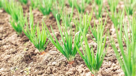 Plante d'échalote en croissance dans un potager