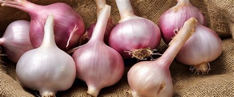 Comparaison visuelle des différentes variétés d'échalotes