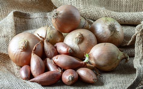 Gousse d'ail, oignon et échalote côte à côte