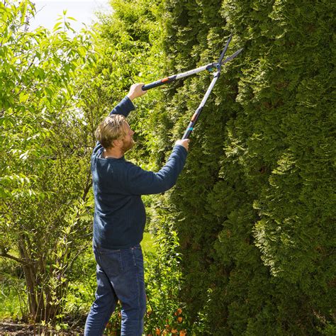 Cisaille à haies utilisée pour tailler un buisson