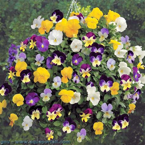 pensées et violas cornuta dans de petits pots