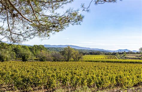 Vignoble français avec déclaration de récolte numérique