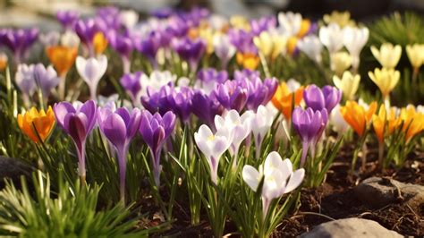 Bulbes à planter en février