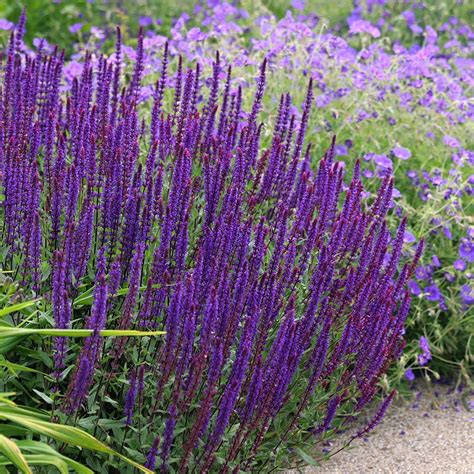 Salvia nemorosa 'Caradonna' en pleine floraison
