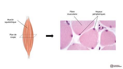 Schéma explicatif montrant la coupe transversale d'une fibre C-shape et son comportement face au piétinement