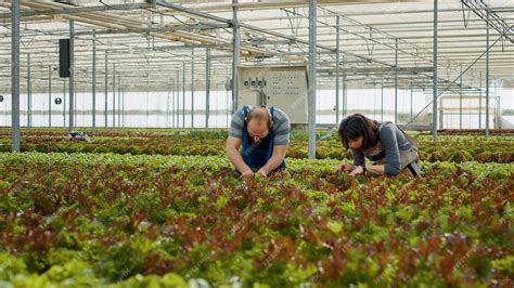 Maraîcher inspectant ses cultures biologiques