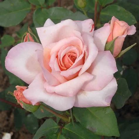 Rosier 'Michele Meilland' en pleine floraison