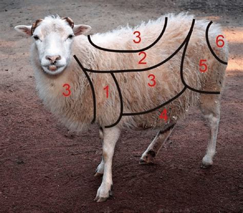 Composition chimique de la laine de mouton