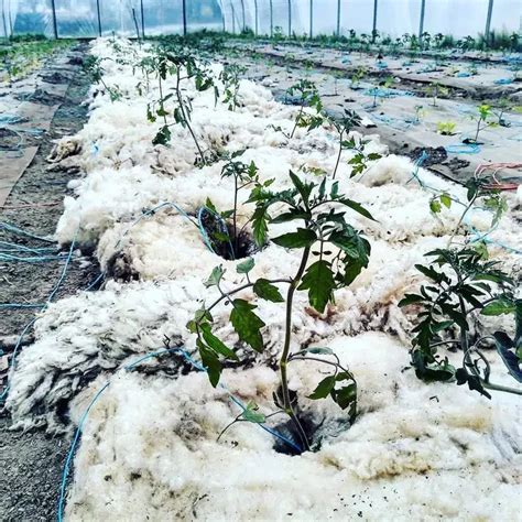 Application de la laine de mouton au pied des plantes