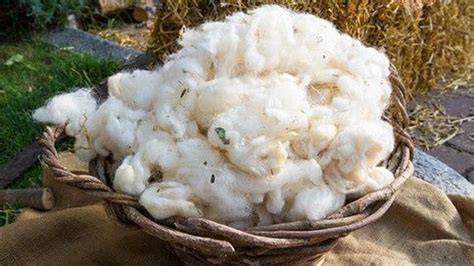 Laine de mouton brute fraîchement tondue