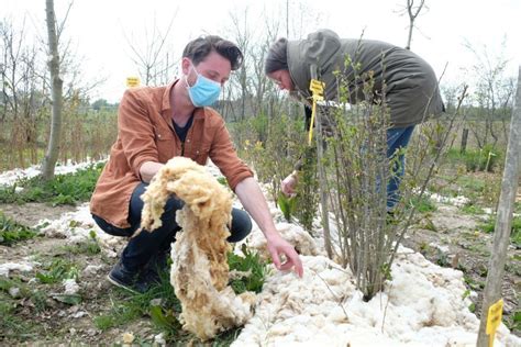 Jardinier appliquant de la laine de mouton comme paillage