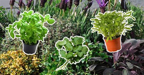 illustration d'un jardin aromatique luxuriant avec des pots de bouturage